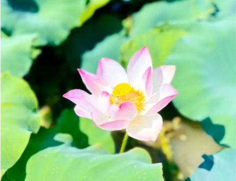 ���v������